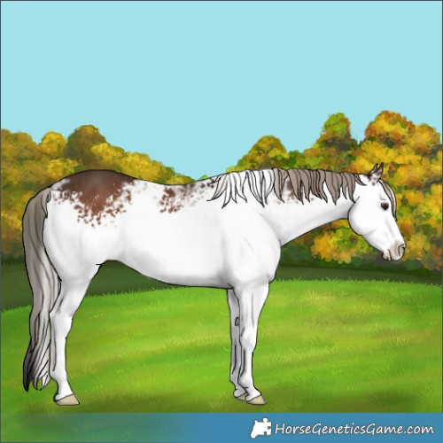 Horse Color:White Spotted Liver Chestnut Ice Mushroom Sabino Rabicano 