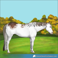 Horse Color:White Spotted Liver Chestnut Ice Mushroom Sabino Rabicano 