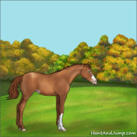 Horse Color:Gray Gold Champagne 