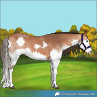 Horse Color:Bay Splash
