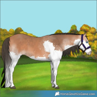 Horse Color:Bay Splash 