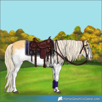 Horse Color:Palomino Splash Frame