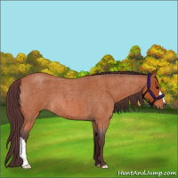 Horse Color:Chocolate Bay Roan 