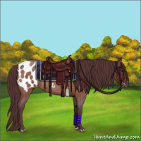 Horse Color:Chocolate Brown Roan Appaloosa Rabicano