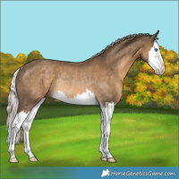 Horse Color:Chocolate Palomino Splash Rabicano 