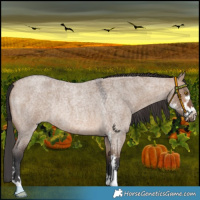 Horse Color:Brown Roan Dun Sabino Rabicano 