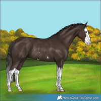 Horse Color:Liver Chestnut Splash Rabicano 