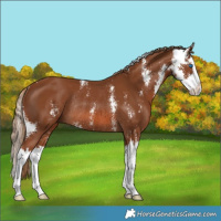 Horse Color:Chestnut Sabino Splash Rabicano 