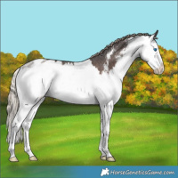 Horse Color:Liver Chestnut Sabino Splash Appaloosa Rabicano 