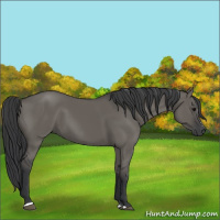 Horse Color:Grullo Sabino Rabicano 