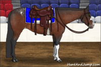 Horse Color:Brown Appaloosa 