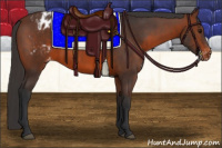 Horse Color:Brown Appaloosa 