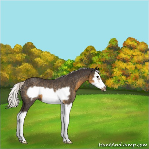 Horse Color:Silver Smoky Black Splash Frame Rabicano 