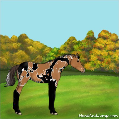 Horse Color:White Spotted Buckskin Tobiano 