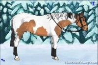 Horse Color:Buckskin Tobiano