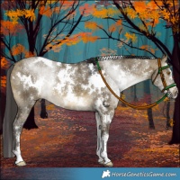 Horse Color:White Spotted Buckskin Dun Sabino Rabicano 