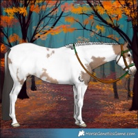 Horse Color:Brown Dun Tobiano Frame Rabicano