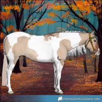 Horse Color:Silver Brown Dun Tobiano Rabicano 