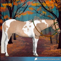 Horse Color:Silver Bay Dun Tobiano Rabicano 