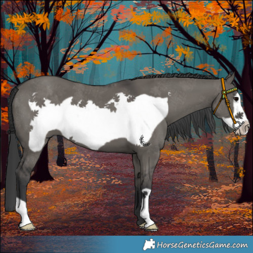 Horse Color:Grullo Frame