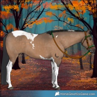 Horse Color:Brown Dun Tobiano 