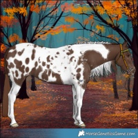 Horse Color:Liver Chestnut Tobiano Appaloosa 