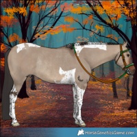 Horse Color:Brown Dun Tobiano Rabicano