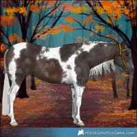 Horse Color:Silver Brown Tobiano 