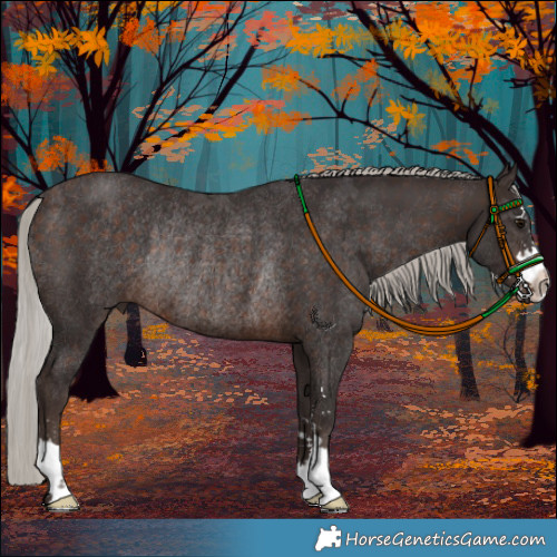 Horse Color:Silver Brown Rabicano