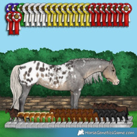 Horse Color:White Spotted Silver Smoky Black Splash Appaloosa