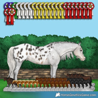Horse Color:White Spotted Silver Smoky Black Splash Appaloosa