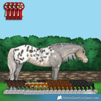 Horse Color:White Spotted Silver Smoky Black Splash Appaloosa 