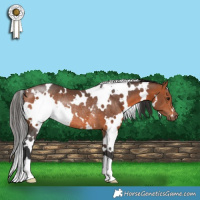 Horse Color:White Spotted Bay Rabicano 