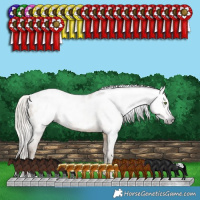 Horse Color:Gray White Spotted Silver Classic Cream Champagne Splash Appaloosa 