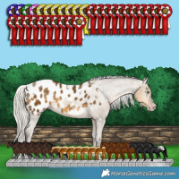 Horse Color:Gray White Spotted Silver Classic Cream Champagne Splash Appaloosa 