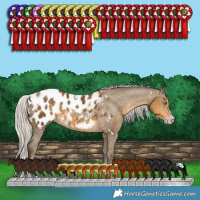 Horse Color:Gray White Spotted Silver Classic Cream Champagne Splash Appaloosa 