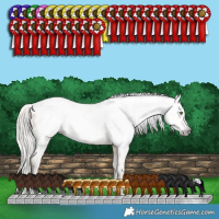 Horse Color:Gray White Spotted Silver Classic Cream Champagne Splash Appaloosa 