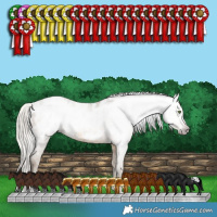 Horse Color:Gray White Spotted Silver Classic Cream Champagne Splash Appaloosa