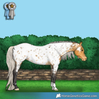 Horse Color:White Spotted Silver Buckskin Appaloosa Rabicano 