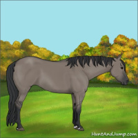 Horse Color:Grullo 