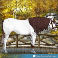 Horse Color:White Spotted Chocolate Brown Splash Near Fewspot 