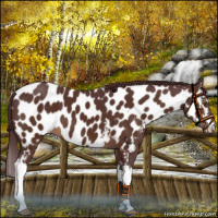 Horse Color:White Spotted Chocolate Brown Near Leopard 
