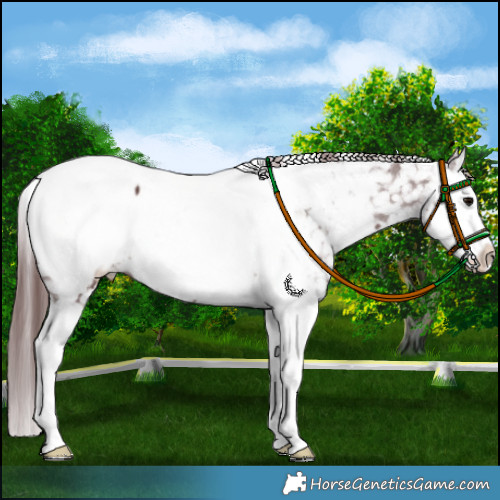 Horse Color:Chocolate Black Splash Appaloosa 