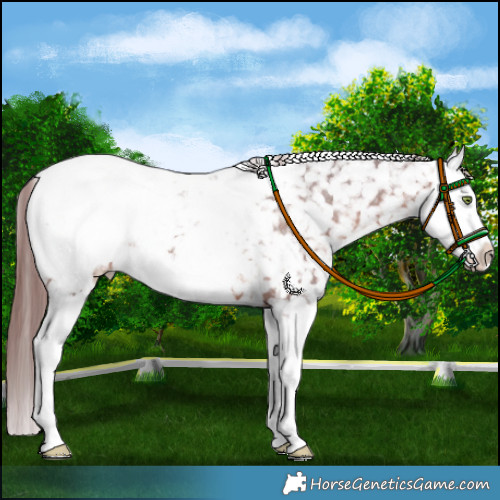 Horse Color:White Spotted Chocolate Brown Splash Appaloosa Rabicano