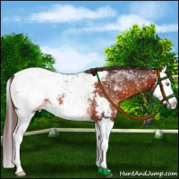 Horse Color:White Spotted Chocolate Brown Splash Appaloosa Rabicano 