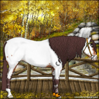 Horse Color:Chocolate Brown Appaloosa