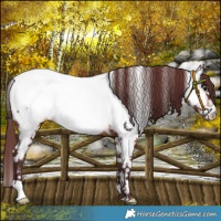 Horse Color:Chocolate Brown Near Fewspot 