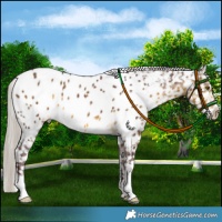 Horse Color:Chocolate Silver Buckskin Blanket 