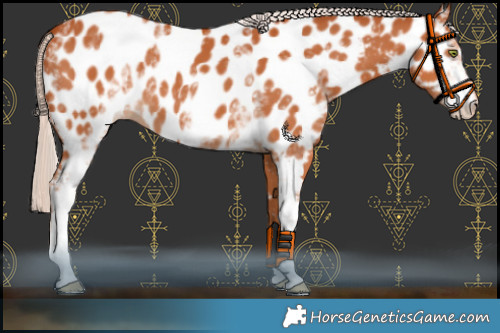 Horse Color:White Spotted Chocolate Silver Bay Appaloosa 