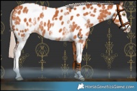 Horse Color:White Spotted Chocolate Silver Bay Near Leopard 